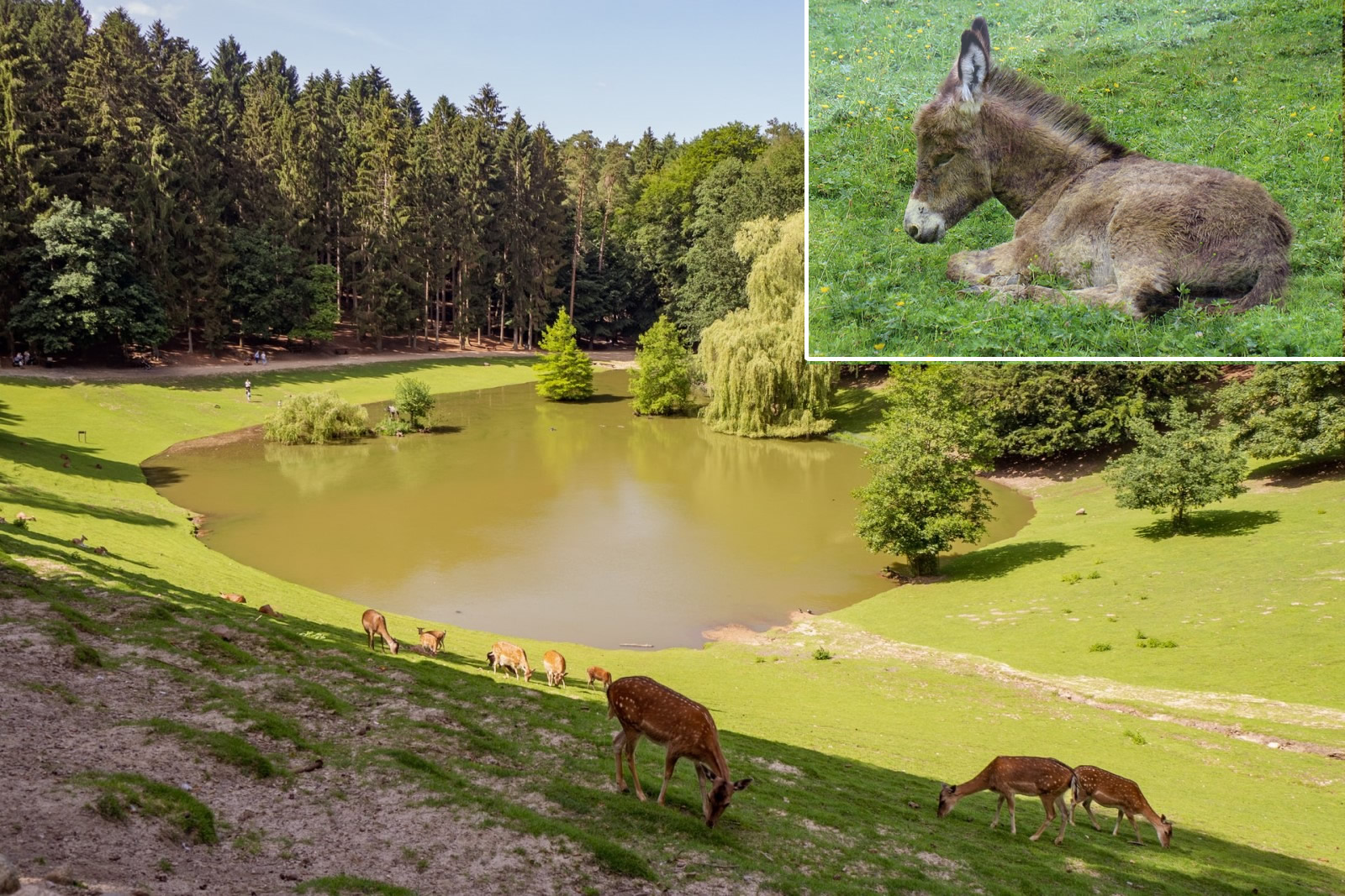 Wildpark Schwarze Berge 2023 Wildpark Schwarze Berge 2023
