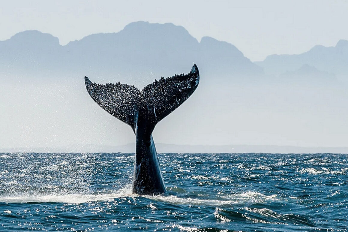 7. Wale_und_Delphine